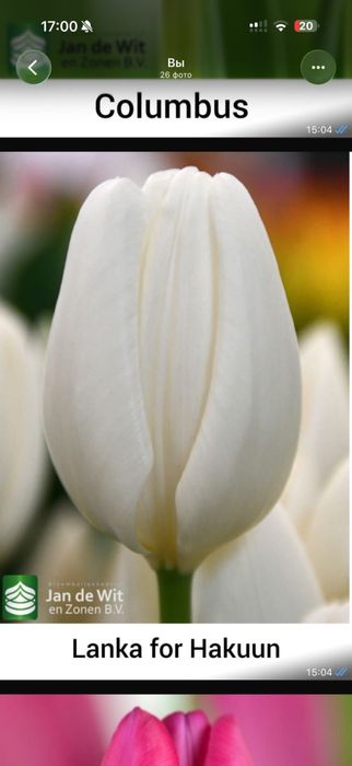 Тюльпаны оптом.