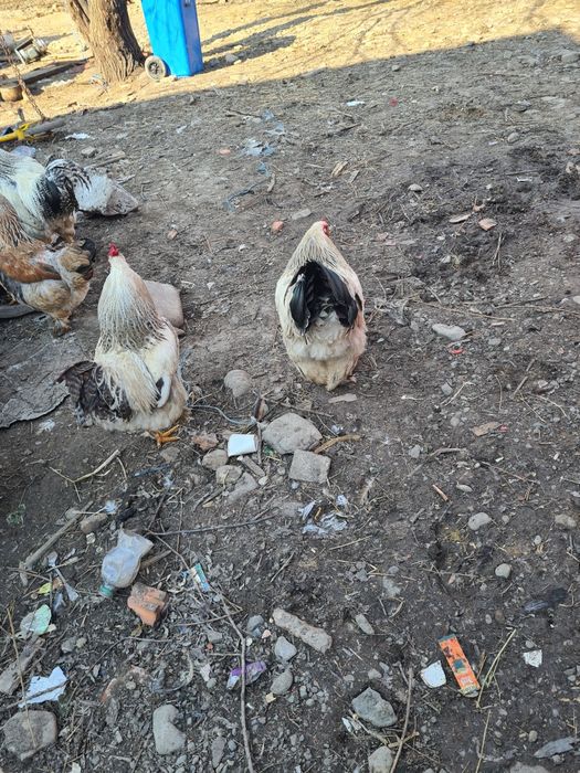 Cocoși braham tineri de anu trecut.