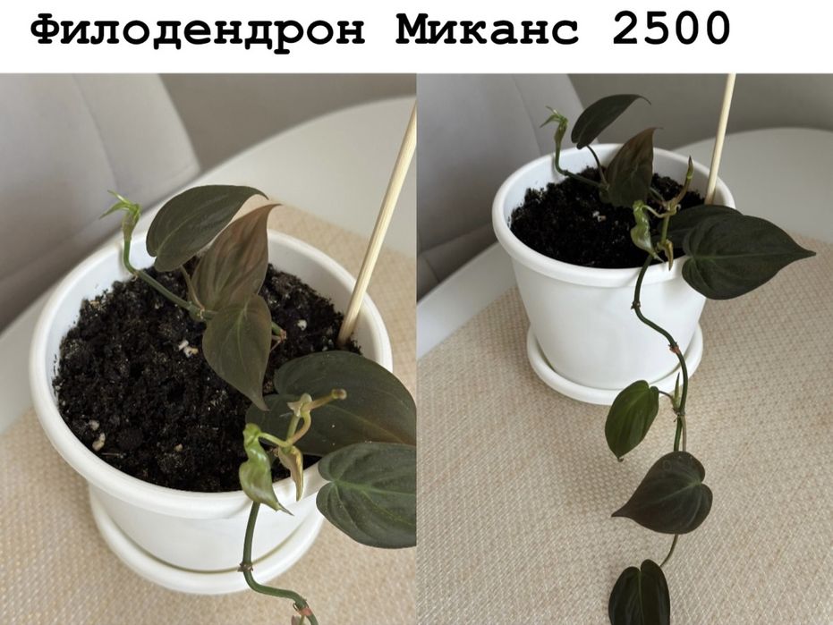 Комнатные цветы