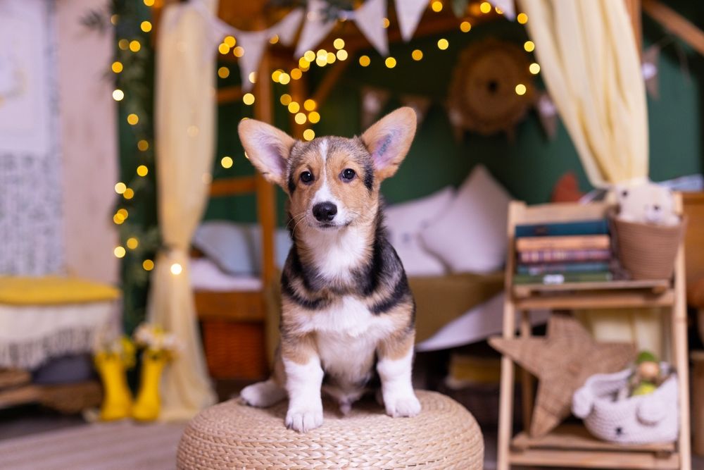 Вельш корги пемброк