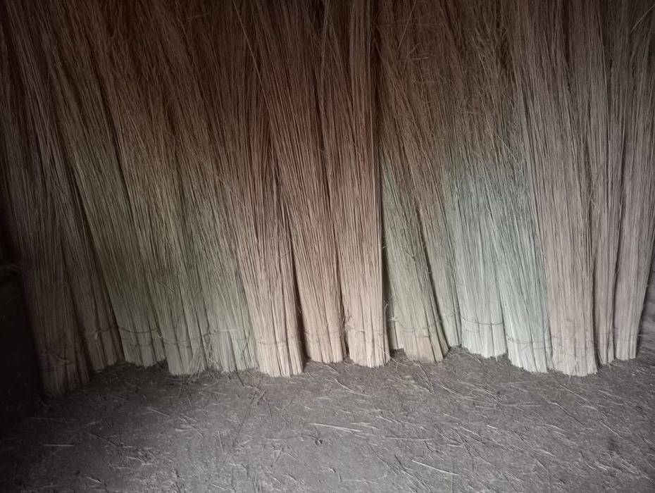 Сыпыргыш метла  .