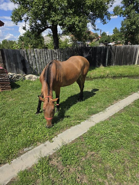 Vând iapa foarte bună de ham