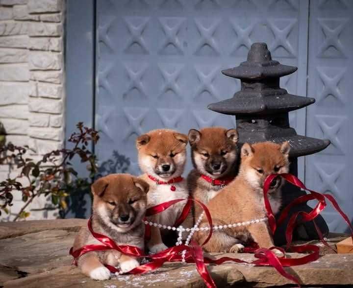 Шиба ину бебета продажба