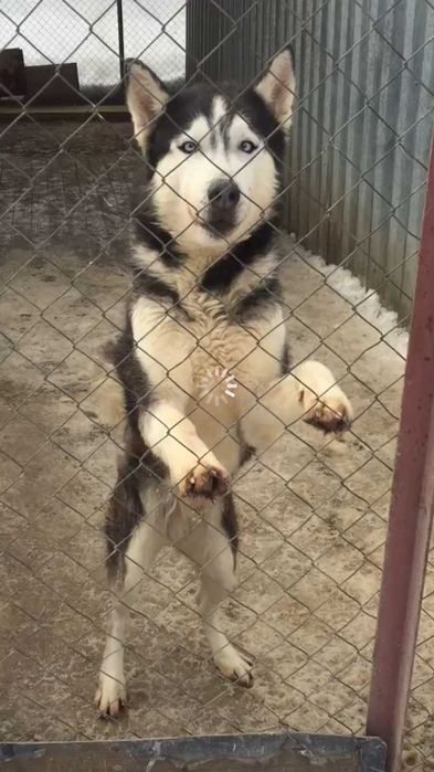 Предлагаем на выбор кавалеров  для вязки