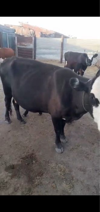 2 бұзаулы сиыр сатылады