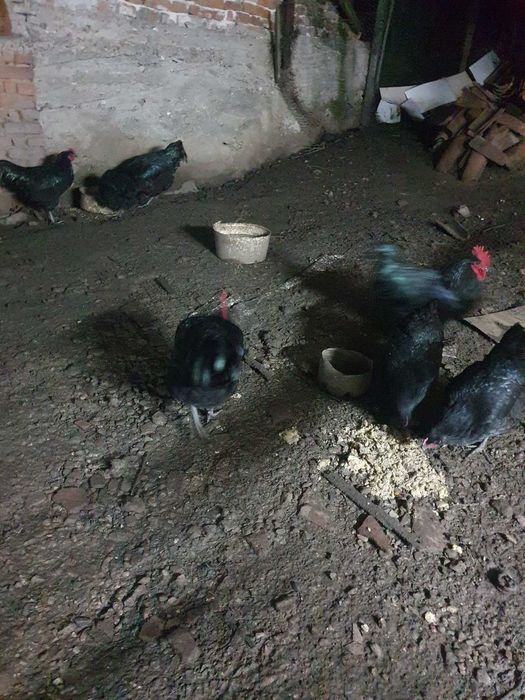 Млад петел черен австралоп