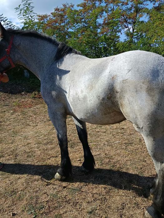 Mânză 2 ani cuminte în orice punct de vedereiapa se probează la fata locului la placerea clientului  mai multe detalii la telefon