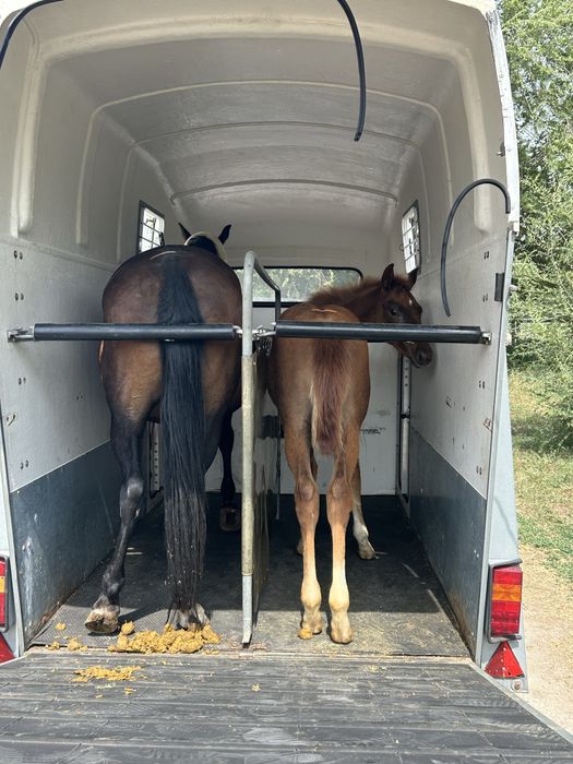 Перевозка лошадей