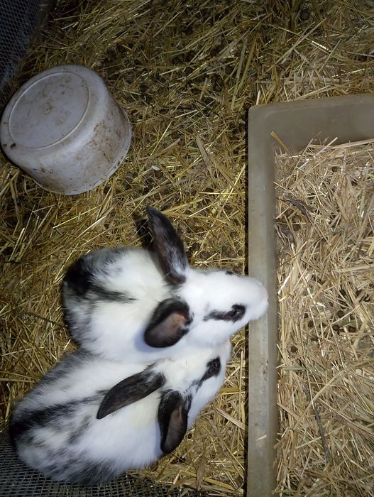 Babichka zotli quyonlar bolasi sotiladi. Dona