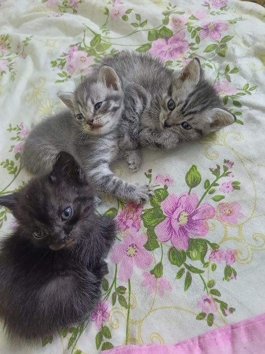 Отдам 2 котят бесплатно