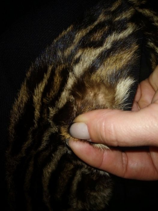 Уникално Сако с Естествен косъм от тигър