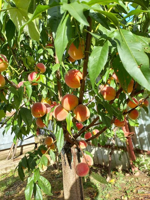 Taieri, toaletari pomi fructiferi