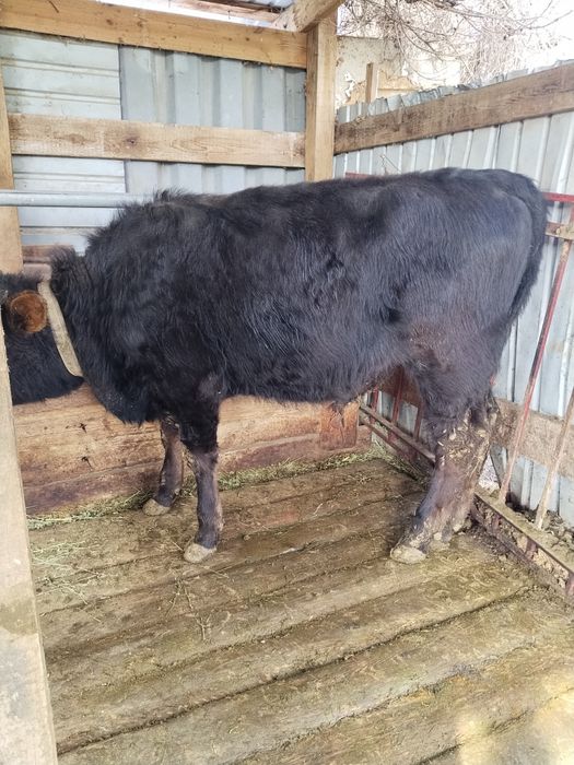 Бычки в хорошем состоянии