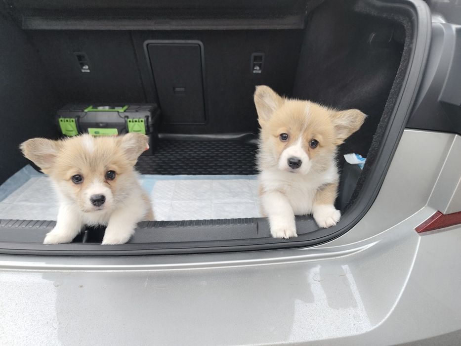 Щенки Вельш корги пемброк