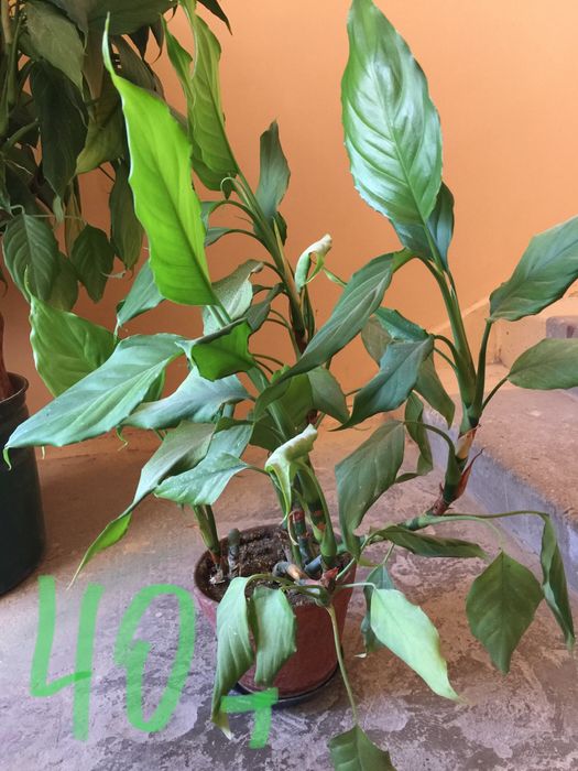 Цветы комнатные , разные