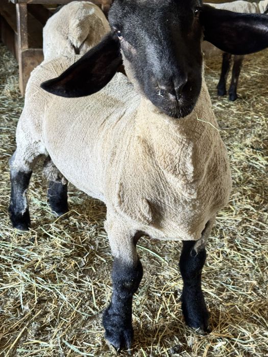 Berbecuti suffolk de vanzare