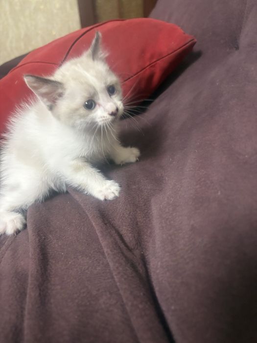 Котёнок красивая девочка