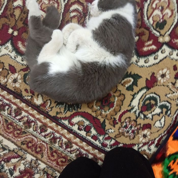 Zotdor mushuk sotiladi