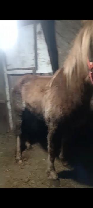 Продам кабылу три года