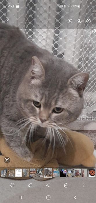 Продам котят в добрые руки