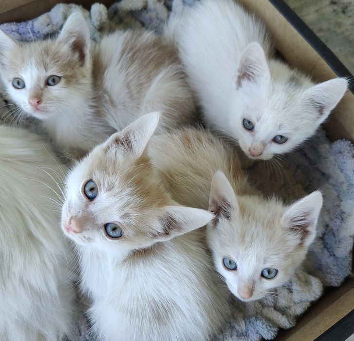 Отдам в добрые руки котят