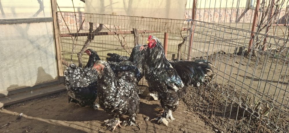 Vând ouă de incubat brahma negru bobat