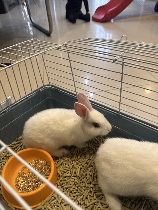 Кролик карликовый