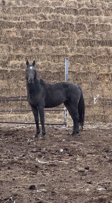 Тазақанды Айғыр Сатылады