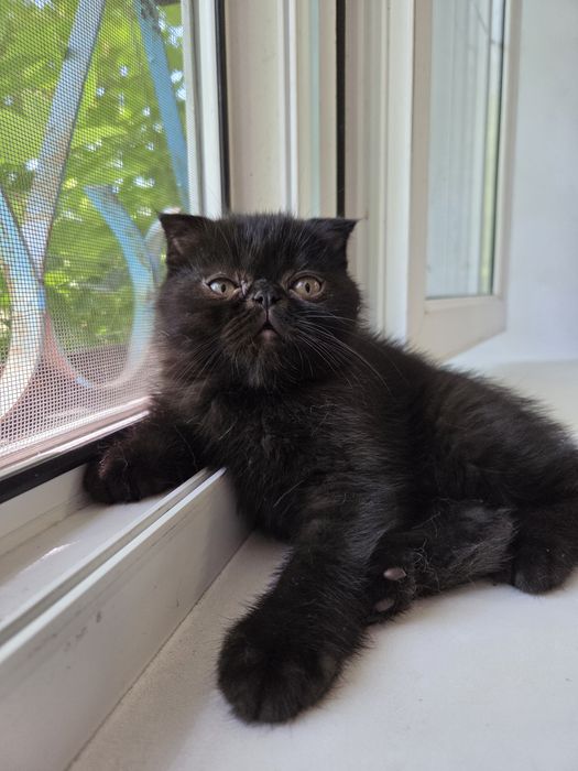 Персидский котёнок