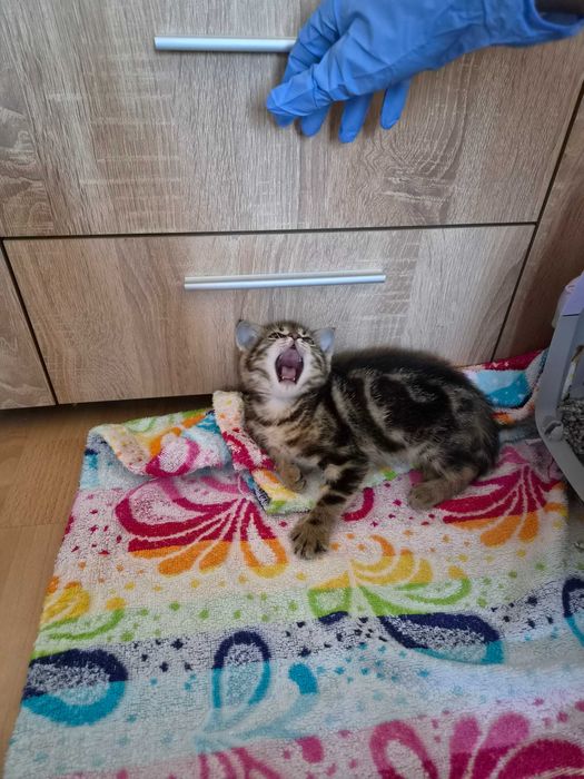 Подарявам малко коте