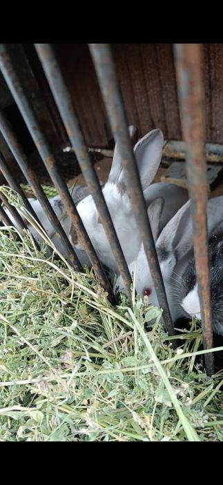 Продавам зайци 27