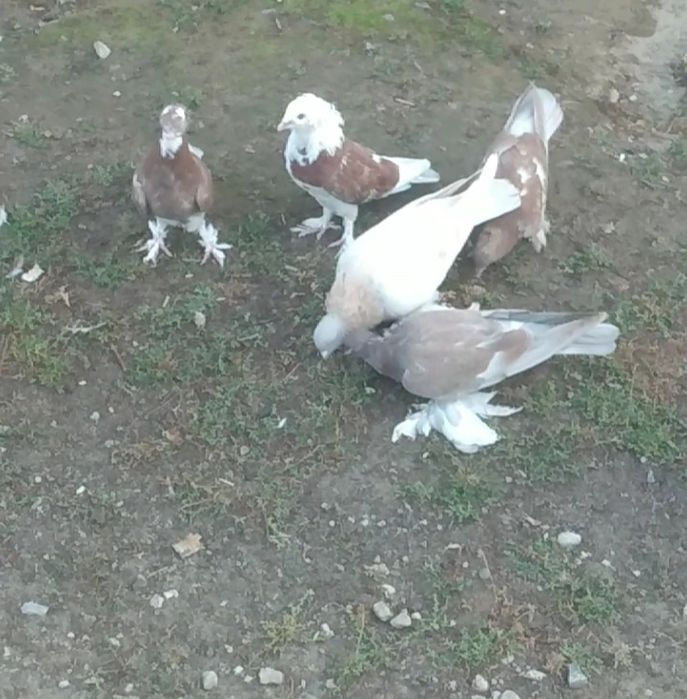 Продам   голубей