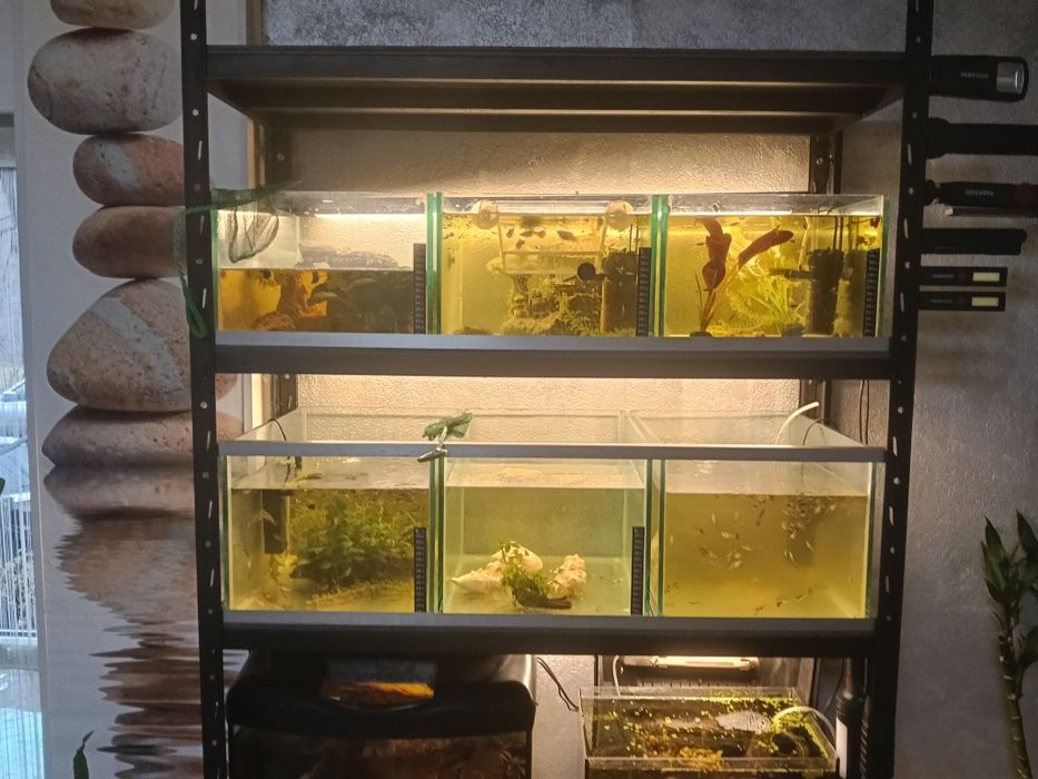 Vând acvariu. Rastel cu acvarii.