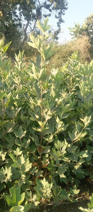 Ясин дарахт тошкентга даставка бор