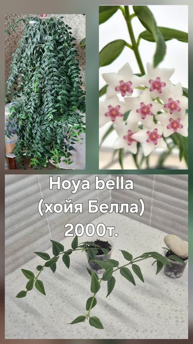 Хойя Белла, Замбалес, Сильвер Леди