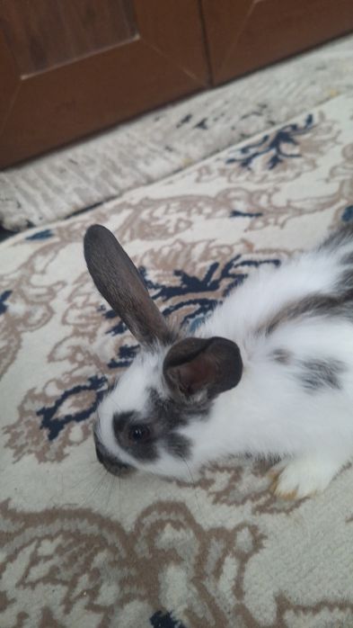 Quyonchalar sotiladi