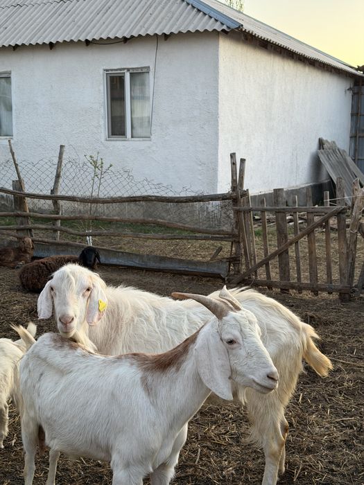 Козел теке еркек