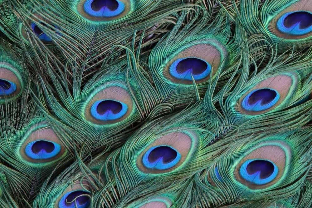 Паунови пера 70-80 см