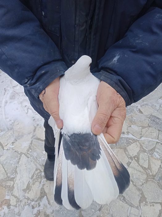 Продам бакинских голубей