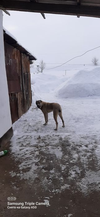 Алабай алабайев алабаевич