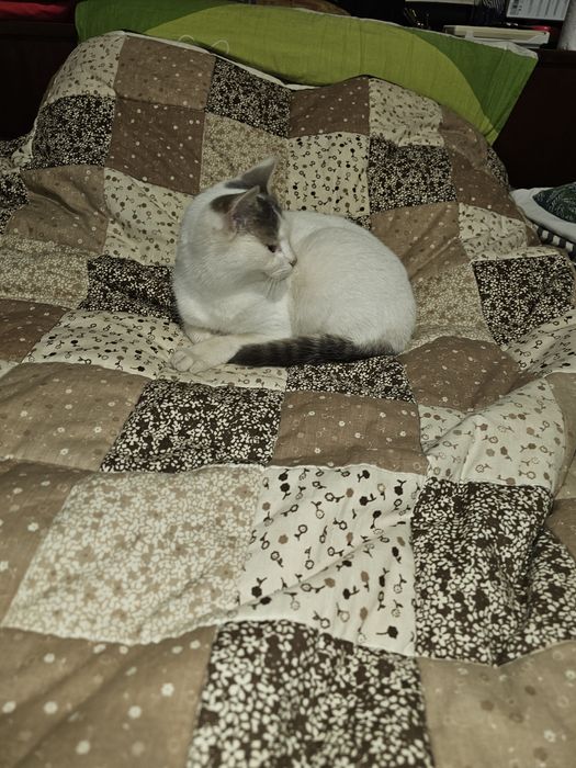 Котенца. Сивичко ,Беличко и два чернички...