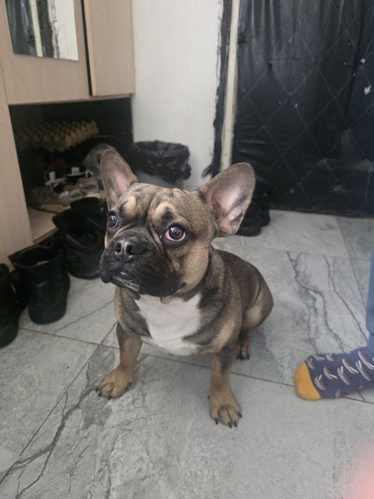 Найдена собака французский бульдог