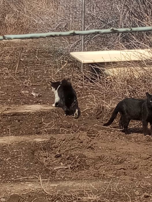 Отдам котенка даром