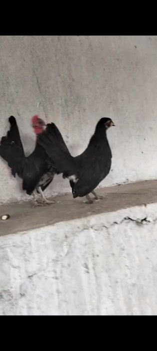 Продам карликовых Яв
