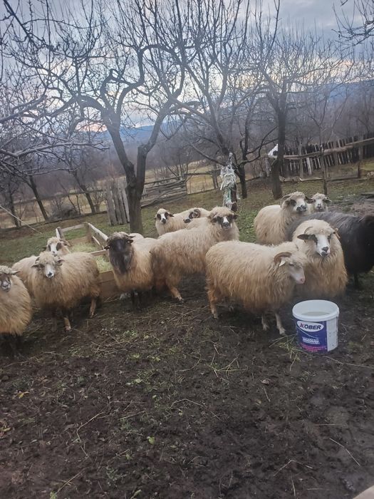 10 oi de vânzare mai multe detalii la telefon