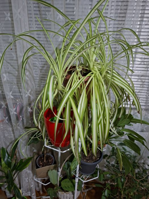 Драцена  (Dracaena fragrans), китайски  рози, бенджамин и други