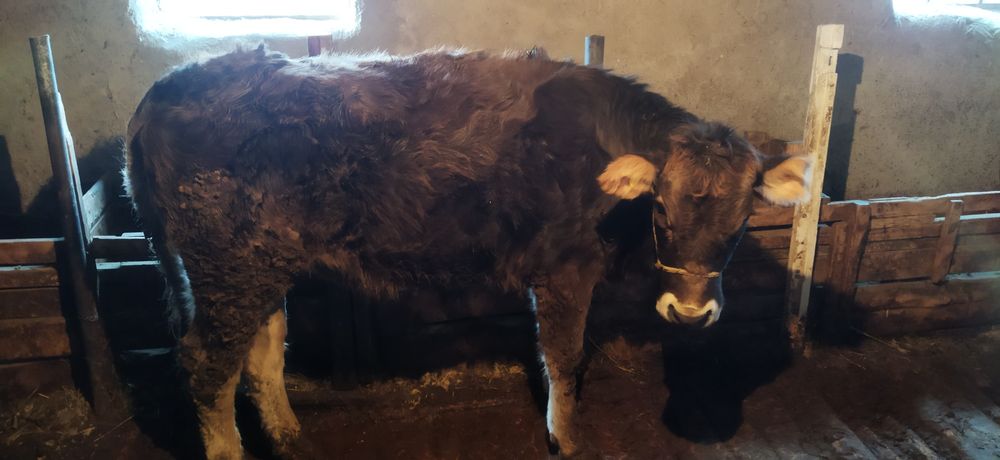 Сиыр сатылады откормда тұрған