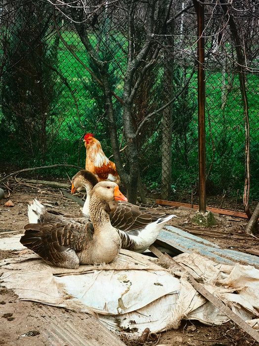 Домашни яйца от Холмогорски гъски