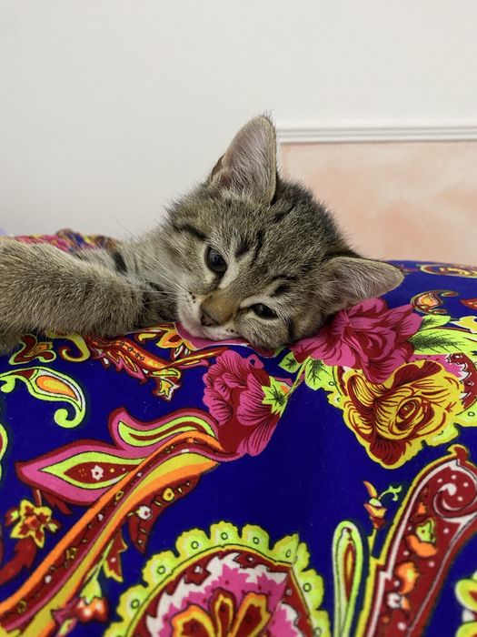 Кошка девочка 5 месяцев