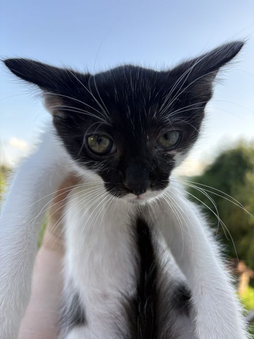 Oferim spre adoptie 3 pisici  jucause care abia astepta un camin calduros
